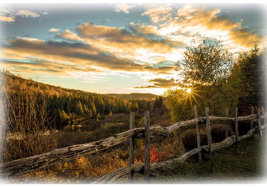 Sun Up to Sun Down - Digital Print Fence Outdoor Panel Gold