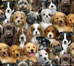 Adorable Pets - packed Dogs