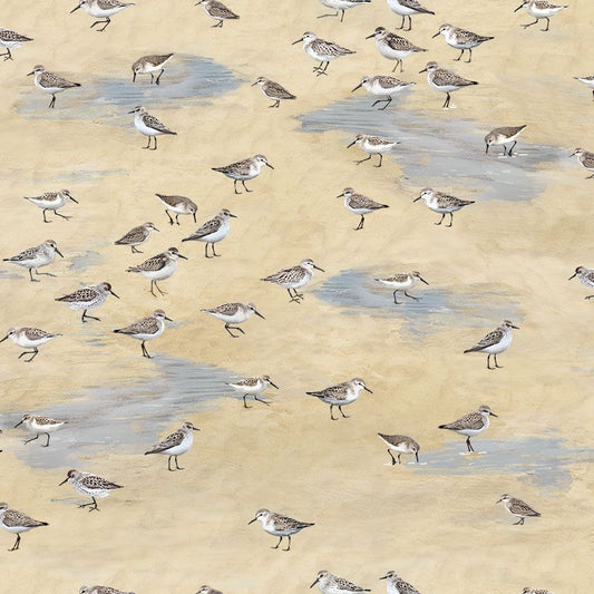Let Your Light Shine - sandpipers, Sand