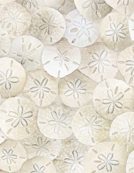 Beach Dreams - Packed Sand Dollars On Beach